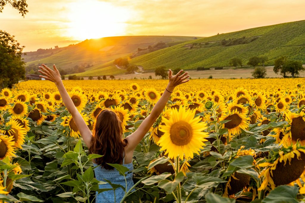 Destination Grand Sancerrois © Philippe ARMANET - Tournesols et vignescompress
