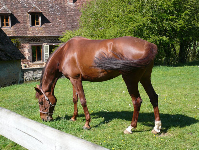 Centre Equestre du Moulin de Tirepeine