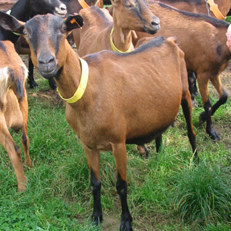 Ferme des Chapotons
