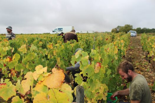 La-Cle-du-Recit---Vendanges-2