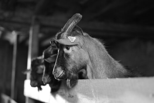 BOUC