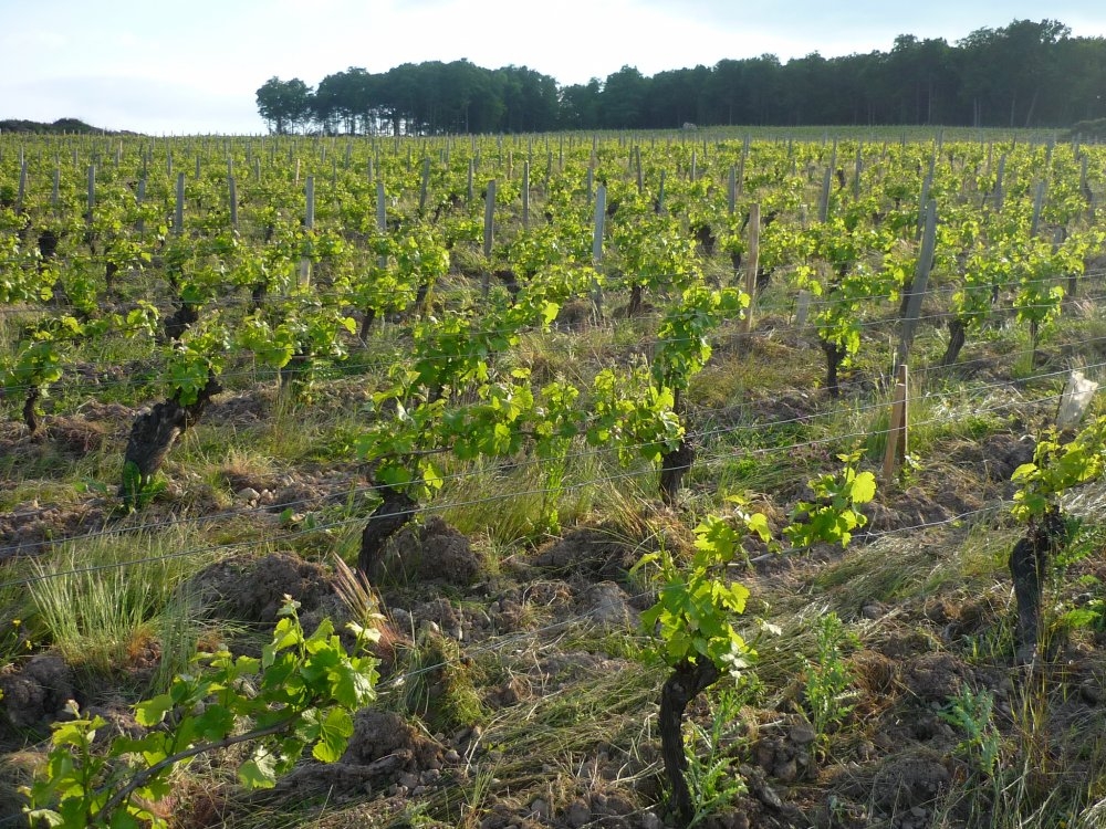 Domaine Laporte - Cave de dégustation